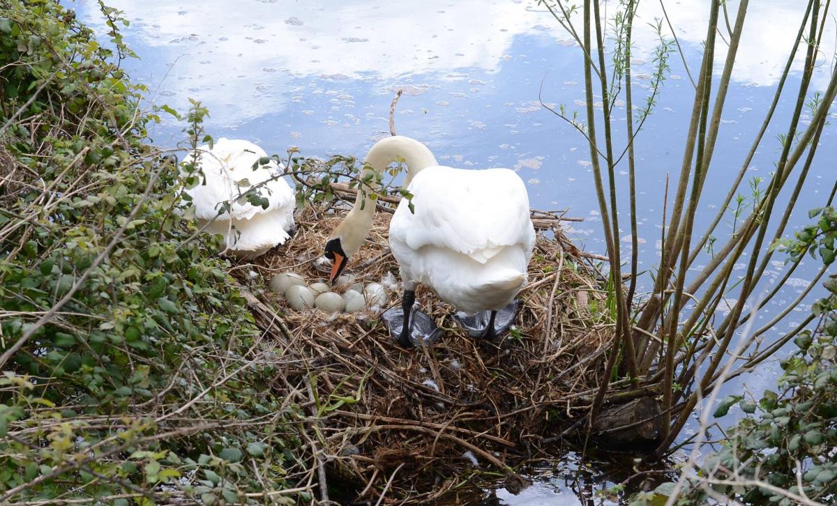 FAMILY:
 Swans tending their nest in Creech St Michael. PICTURE: Tara Davey. PUBLISHED: April 13, 2017