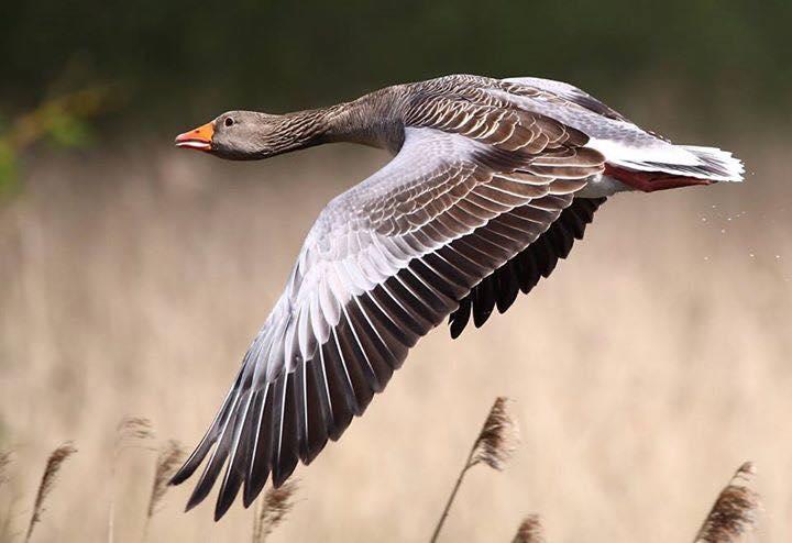 IN FULL FLIGHT: A duck takes to the skies in dramatic fashion. PICTURE: Philip Watson. PUBLISHED: April 20, 2017