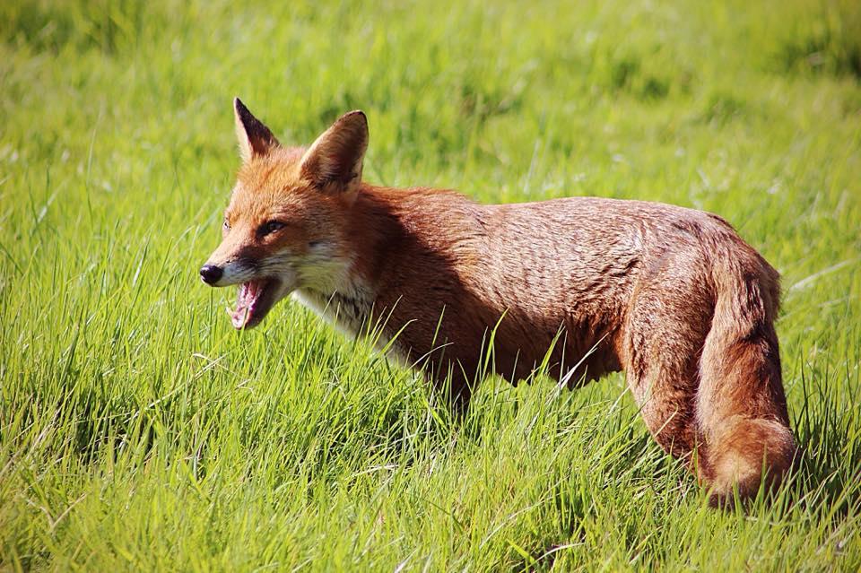 GROWL: A fox in Bathpool. PICTURE: Claire Adam. PUBLISHED: April 20, 2017
