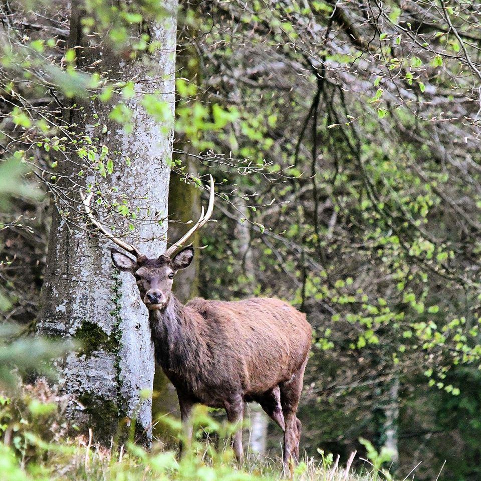 STARE: A stag on the Quantocks.  PICTURE: Rob Knight. PUBLISHED: April 27, 2017