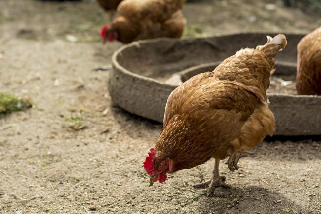 Updated code for poultry welfare announced