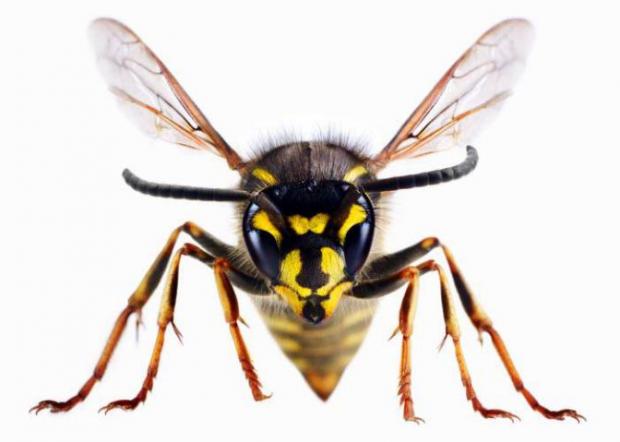 Somerset County Gazette: A wasp